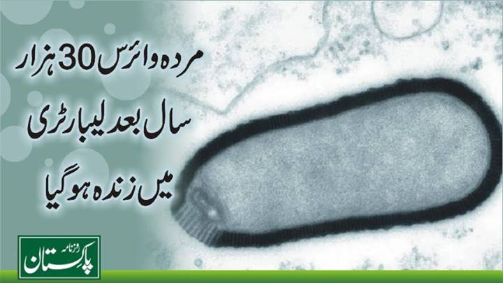 پائتھووائرس تیس ہزار سال بعد لیبارٹری میں دوبارہ زندہ ہوگیا