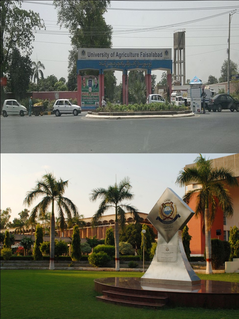 UNIVERSITY OF AGRICULTURE  FAISALABAD.......!!!