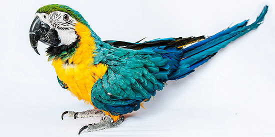 Parrot helps India police catch murder suspect