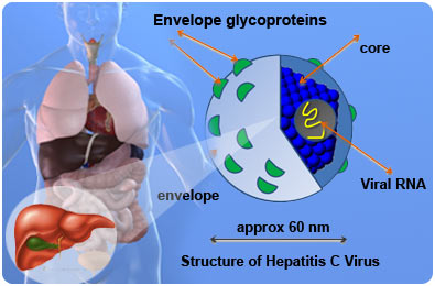 New Drugs May Eradicate Hepatitis C