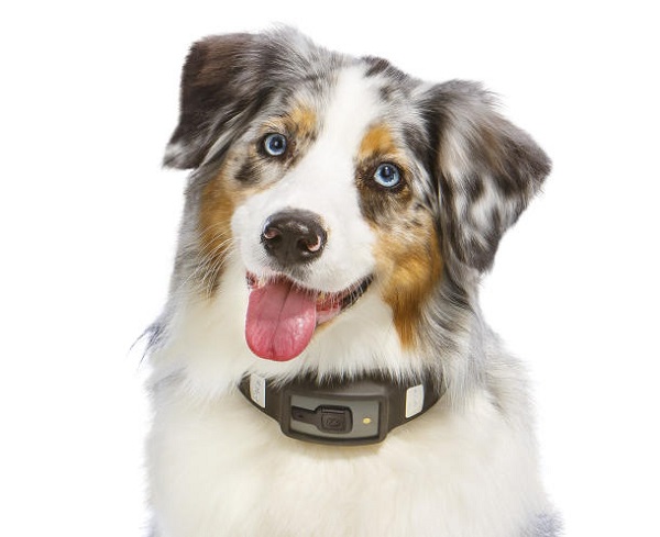 Voyce: Because Even Man’s Best Friend Needs a Fitness Tracker