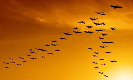 Radio waves affect migrating birds: study  