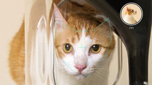 Bistro: an all in one cat feeder and health monitor