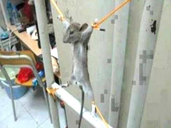 Man killed one lac rats